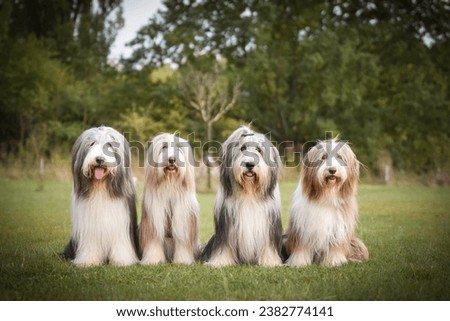 Group of bearded collies is sitting in nature. Family time, same breed, summer day.
