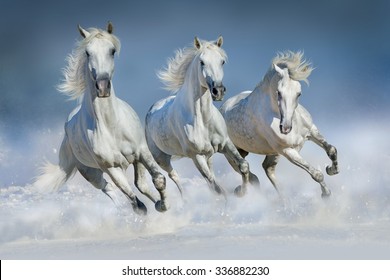 Group of beautiful arabian horses run gallop in snow winter field