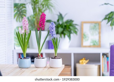 group of beautiful bright blooming bulbous hyacinths in ceramic pots stand on a light table against a background cozy room. Spring mood. Blurred background. Selective Focus
