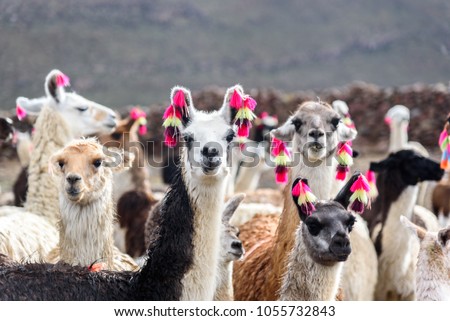 Group of beautiful decorated Llamas in the highlands of Bolivia staring into the camera.