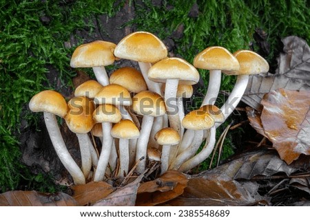 Group of beautiful edible mushrooms Hypholoma capnoides in colorful autumn leaves with moss background - Czech Republic, Europe