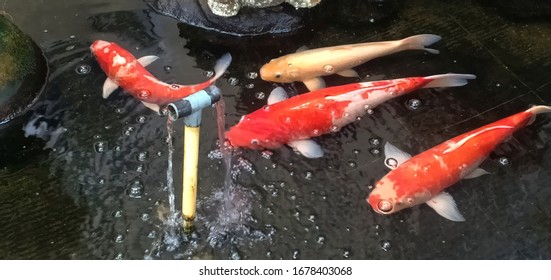 
A group of beautiful fish and oxygen pipes in the early morning pool.