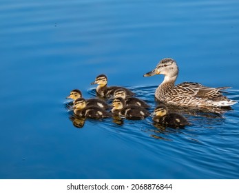 Group of beautiful, fluffy ducklings of mallard or wild duck (Anas platyrhynchos) swimming together with mother duck in blue water of a lake in bright sunlight