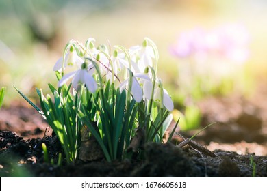 Group of beautiful fresh white snowdrops in early spring