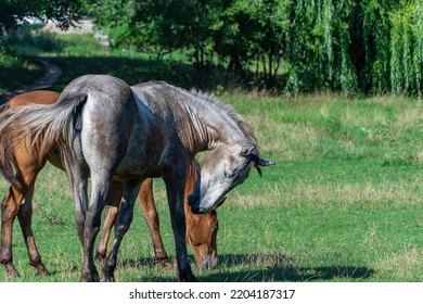 Group Beautiful Horses Graze In Pasture. Brown Stallion And Gray Mare Equus Caballus Eat Green Grass. Herd Male And Female Perissodactyla On Free Paddock Eating Plants On Sunny Day. Bay Roan Horses.