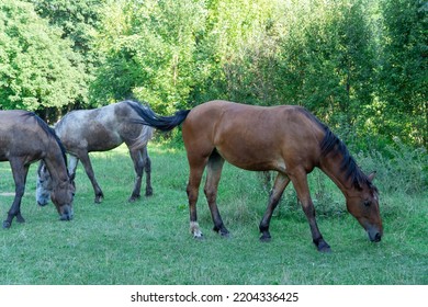 Group Beautiful Horses Graze In Pasture. Brown Stallion And Gray Mare Equus Caballus Eat Green Grass. Herd Male And Female Perissodactyla On Free Paddock Eating Plants On Sunny Day. Bay Roan Horses.