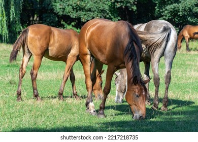 Group Beautiful Horses Graze In Pasture. Brown Stallion And Gray Mare Equus Caballus Eat Green Grass. Herd Male And Female Perissodactyla On Free Paddock Eating Plants On Sunny Day. Bay Roan Horses.