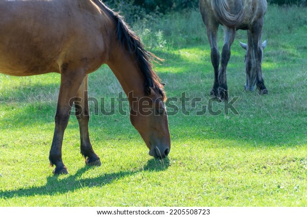 Group beautiful horses graze in pasture. Brown\
stallion and gray mare equus caballus eat green grass. Herd male\
and female perissodactyla on free paddock eating plants on sunny\
day. Bay roan horses.