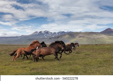 Group of beautiful icelandic horses of brown and black colors running fast with their manes blowing in the wind. Icelandic horses on a green summer meadow with mountains on the horizon. - Powered by Shutterstock