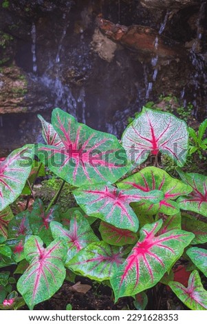 Group of beautiful red and green bicolor caladium leaves are blooming on small artificial stone waterfall in gardening area and vertical frame