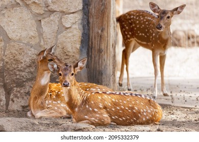 A Group Of Beautiful Spotted Deer In A Zoo Habitat