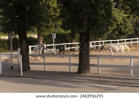 Similar – Image, Stock Photo The famous Lipizzan horse return from pasture to the stables