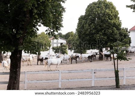 Similar – Lipizzaner, Pferderasse, Slowenien, Europa