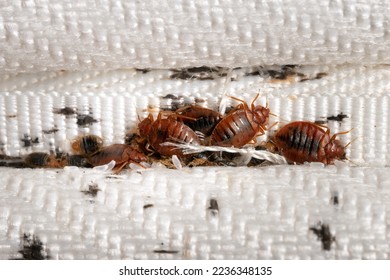 Group of bedbugs on the matress cloth macro. Disgusting blood-sucking insects. Adult insects, larvae and eggs. Traces of vital activity of the insects.