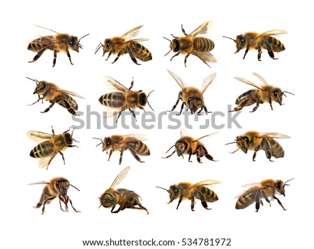 group of bee or honeybee in Latin Apis Mellifera, european or western honey bee isolated on the white background, golden honeybee