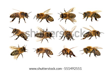 group of bee or honeybee in Latin Apis Mellifera, european or western honey bee isolated on the white background, golden honeybee