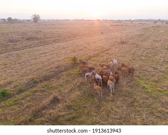 Group of beef asian cow onn hay field sunset light animal industry