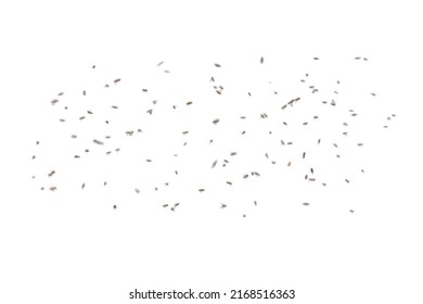 Group of bees flying isolated on white background