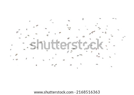 Group of bees flying isolated on white background