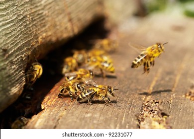 Group of bees near a beehive, in flight