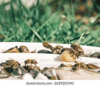 A group of bees is observed drinking and foraging on a white surface. Pebbles are scattered around, providing landing spots. Green grass blades form a blurry backdrop in the distance