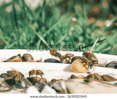 A group of bees is observed drinking and foraging on a white surface. Pebbles are scattered around, providing landing spots. Green grass blades form a blurry backdrop in the distance