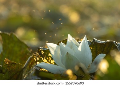 A Group Of Bees Were Flying To Find The Nectar Of Lotus Flowers In The Pool In The Morning.