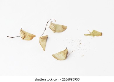 Group Of Begonia Seed Pods And Some Seed On White Background. Begonia Seeds Are Extremely Tiny Like Dust