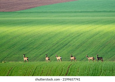 A group (bevy) of Roe Deer in the fileds - Shutterstock ID 2199657741