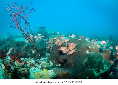 Group Big Eye Squirrel Fish Over Stock Photo 1132318562 | Shutterstock