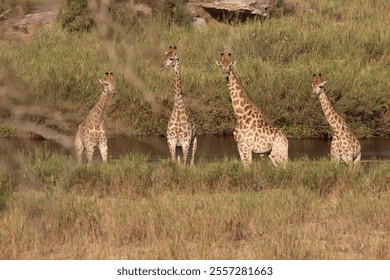 A group of big giraffes standing in a dry field on a sunny day