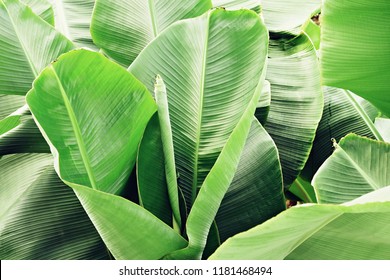 Group Of Big Green Banana Leaves Of Exotic Palm Tree In Soft Natural Sun Light. Tropical Plant Foliage With Visible Texture. Pollution Free Symbol. Cropped Shot, Close Up, Copy Space, Background.