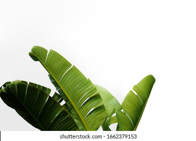 Gruppe großer grüner Bananenblätter exotischer Palmen in der Sonne auf weißem Hintergrund. Tropisches Pflanzenblättern mit sichtbarer Textur. Schadstofffreies Symbol. Nahaufnahme, Kopienraum.