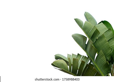 Group of big green banana leaves of exotic palm tree in sunshine on white background. Tropical plant foliage with visible texture. Pollution free symbol. Close up, copy space.