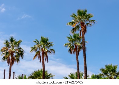 Group Of Big Palm Trees In Summer With Blue Sky Background On Tenerife, Canary Islands, Spain, Europe. Tropical Forest On Island With Idyllic Vacation Atmosphere. Going On Vacation. Travel Concept