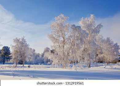 A Group Of Birch Trees In Frost. Atmospheric Icing On Birch Trees.