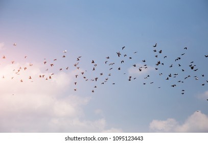 Group Of Bird Flying In Clearly Sky With Mornig Light.moving Travel Concept.