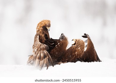 A group of birds fighting in the snow
 - Powered by Shutterstock