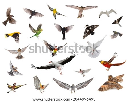 group of birds in flight with spread wings isolated on white background