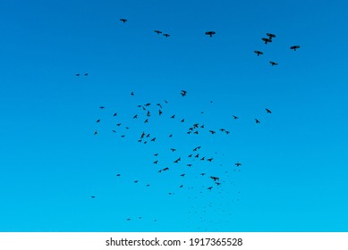 鳥大空 の画像 写真素材 ベクター画像 Shutterstock