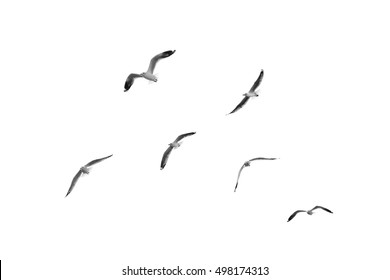 Grupo de aves que vuelan en cielo claro (blanco y negro)