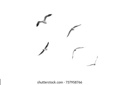 Group of birds flying on clear sky (Black and White)