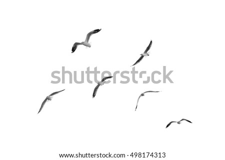 Group of birds flying on clear sky (Black and White)