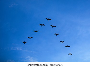 Group of birds flying V shape over blue sky, Flock of bird flying in V-formation