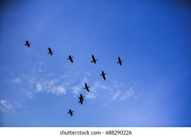 Group Of Birds Flying V Shape Over Blue Sky, Flock Of Bird Flying In V-formation