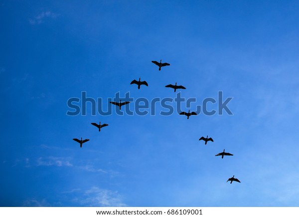 青い空にv字形に飛ぶ鳥の群 V形に飛ぶ鳥の群 の写真素材 今すぐ編集