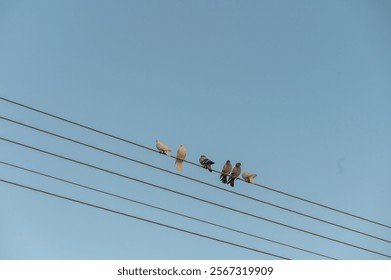 A group of birds gathers on power lines as the first light of day breaks, painting a tranquil urban moment. - Powered by Shutterstock