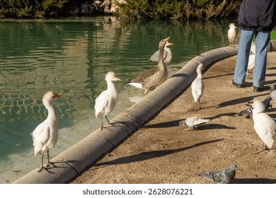 Group of birds including cattle egrets, pigeons, and geese interacting near a pond edge in urban park setting, with human presence.