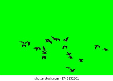 2,283 Bird green screen Images, Stock Photos & Vectors | Shutterstock