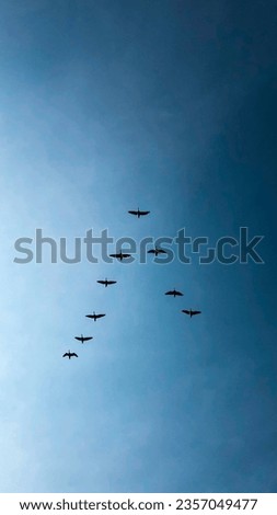 A group of birds, often referred to as a flock, is a mesmerizing and diverse assembly of avian creatures that captivates the observer with its grace, beauty, and remarkable diversity. These feathered  Foto stock © 